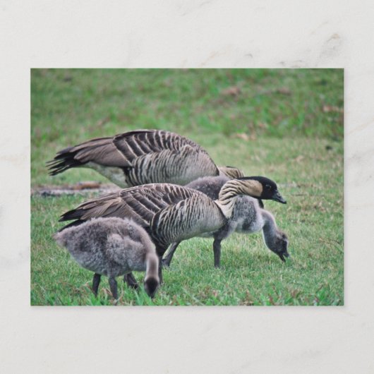 ネネ ポストカード (正面)