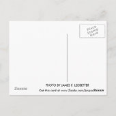 ネバダのはがきの丘。 ポストカード (裏面)