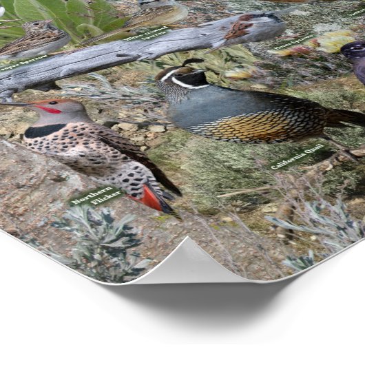 ネバダの裏庭の鳥 ポスター (角)