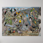 ネバダの裏庭の鳥 ポスター (正面)