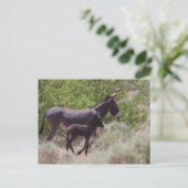 ネバダ州ビートティの父と息子ワイルドバロス ポストカード (スタンド正面)