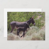 ネバダ州ビートティの父と息子ワイルドバロス ポストカード (正面/裏面)