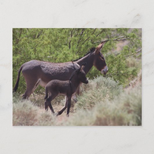 ネバダ州ビートティの父と息子ワイルドバロス ポストカード (正面)