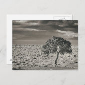 ネバダ州ピラミッド湖 ポストカード (正面/裏面)