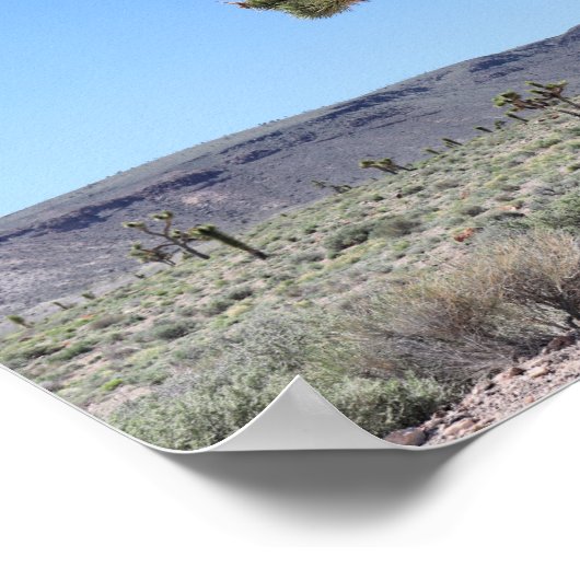 ネバダ砂漠のゴールドフィールドのジョシュアの木々 ポスター (角)