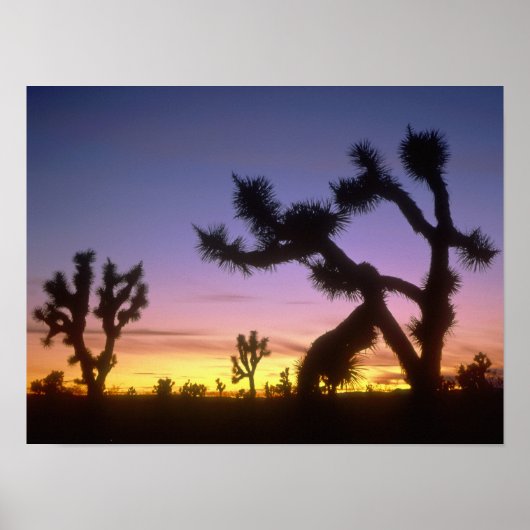 ネバダ.アメリカ。ジョシュアの木ユッカ・ブレビフォリア) ポスター (正面)