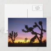 ネバダ.アメリカ。ジョシュアの木ユッカ・ブレビフォリア) ポストカード (正面/裏面)