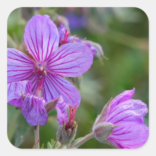 ネバネバフウロの野生の花 スクエアシール (正面)