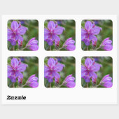 ネバネバフウロの野生の花 スクエアシール (シート)