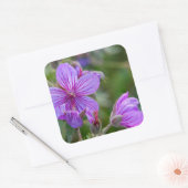 ネバネバフウロの野生の花 スクエアシール (封筒)