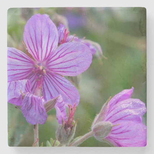 ネバネバフウロの野生の花 ストーンコースター (正面)