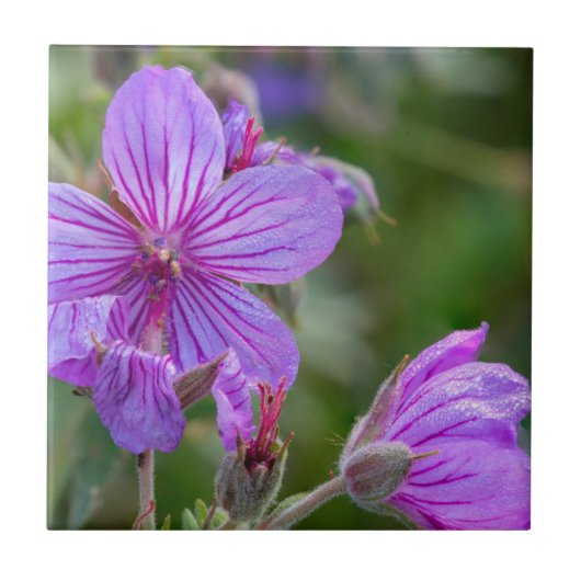 ネバネバフウロの野生の花 タイル (正面)
