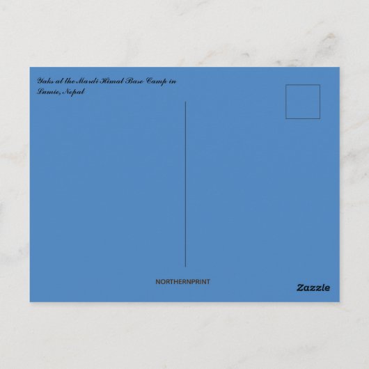 ネパールのヤックス ポストカード (裏面)