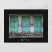 ネパールの汚れた緑の扉の前の野良犬 ポストカード (正面)