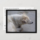 ネパールの絶望する犬たちを助けてください ポストカード (正面/裏面)