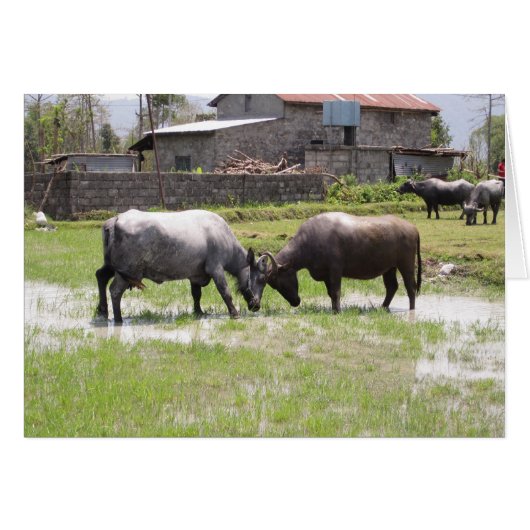 ネパール水牛の突き出し頭 (正面横)