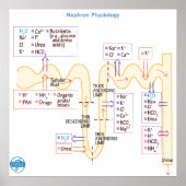 ネフロン生理学 ポスター (正面)