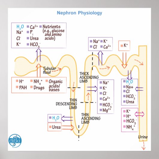 ネフロン生理学 ポスター (正面)