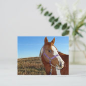 ネブラカの派手さ ポストカード (スタンド正面)