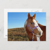 ネブラカの派手さ ポストカード (正面/裏面)