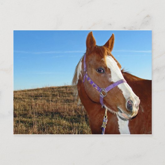 ネブラカの派手さ ポストカード (正面)