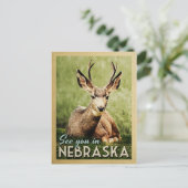 ネブラスカでお会いしましょう - 鹿の野生 ポストカード (スタンド正面)