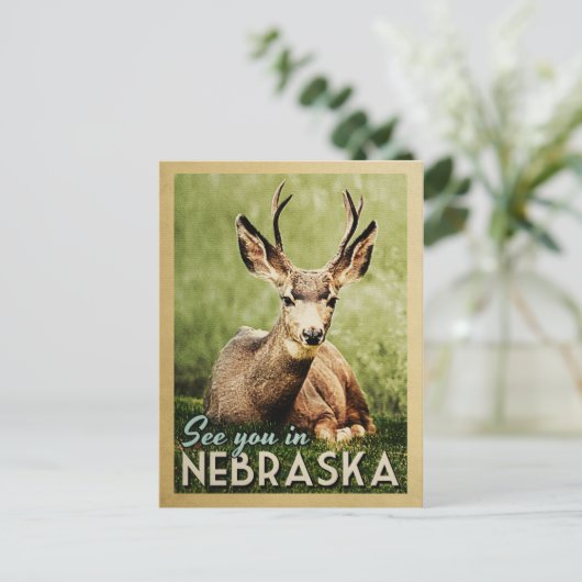 ネブラスカでお会いしましょう - 鹿の野生 ポストカード (スタンド正面)