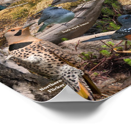 ネブラスカの裏庭の鳥 ポスター (角)