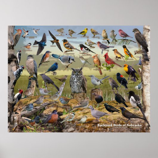 ネブラスカの裏庭の鳥 ポスター (正面)