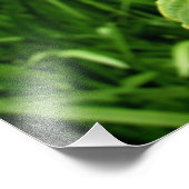 「ネブラスカン・ハイビスカス」 フォトプリント            (角)