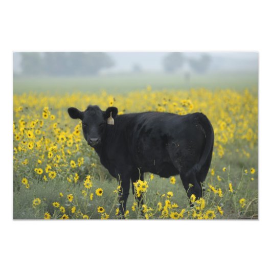 ネブラスカ州のヒマワリの中の子牛 フォトプリント            (正面)