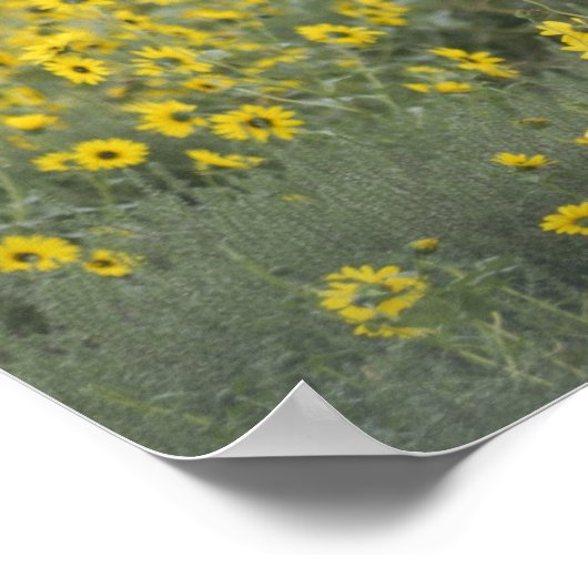 ネブラスカ州のヒマワリの中の子牛 ポスター (角)