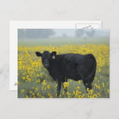 ネブラスカ州のヒマワリの中の子牛 ポストカード (正面/裏面)