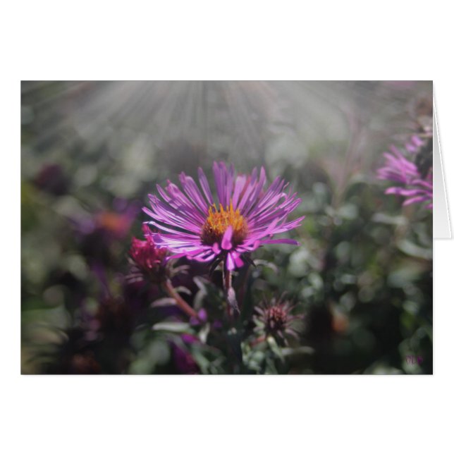 ネブラスカ都市2015年10月 (正面横)