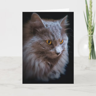 ネベラング・ロングヘア・ロシアンブルーの猫の肖像画  カード