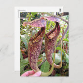 ネペンセスラッフルシアナ写真ポストカード ポストカード (正面/裏面)