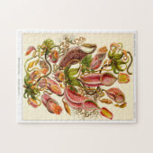 ネペンテケエ肉食水生植物 ジグソーパズル (横)