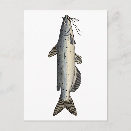 ネマズ(青少年) ポストカード (正面)