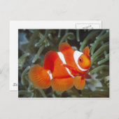 ネムフィッシュ ポストカード (正面/裏面)