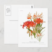 ネリーヌ ポストカード (正面/裏面)