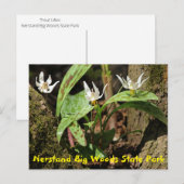 ネルスタンドビッグウッズ州パークハガキ ポストカード (正面/裏面)