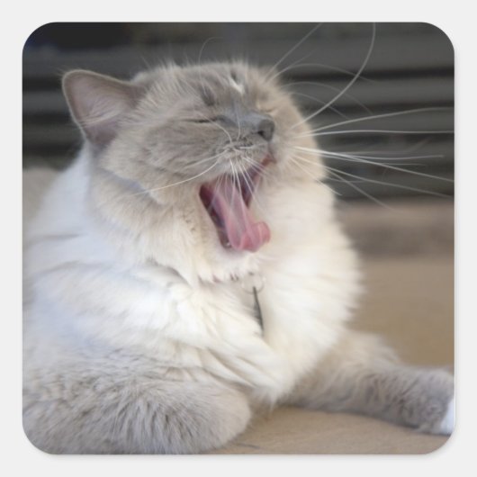 ネヴァマスカレード猫のあくび スクエアシール (正面)