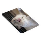 ネヴァマスカレード猫のあくび マグネット (右側)