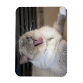 ネヴァマスカレード猫のあくび マグネット (縦)