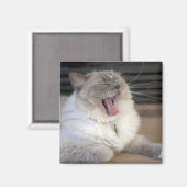ネヴァマスカレード猫のあくび マグネット (正面/裏面)