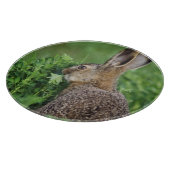ノウサギ, Lepus europaeus, 幼体が食事中 カッティングボード (角)