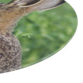 ノウサギ, Lepus europaeus, 幼体が食事中 カッティングボード (角)