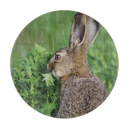 ノウサギ, Lepus europaeus, 幼体が食事中 カッティングボード (正面)