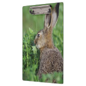 ノウサギ, Lepus europaeus, 幼体, 食べる クリップボード (左)