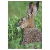 ノウサギ, Lepus europaeus, 幼体, 食べる クリップボード (裏面)